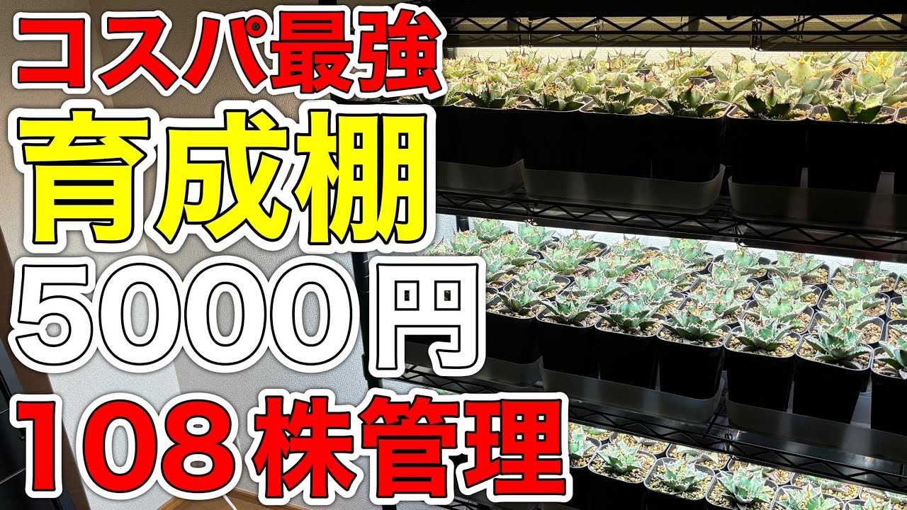 アガベに使えるコスパ最強育成棚※シーザー、赤猫、鬼爪、阿修羅などの株のをこのライトで中株の大きさまで育ててます