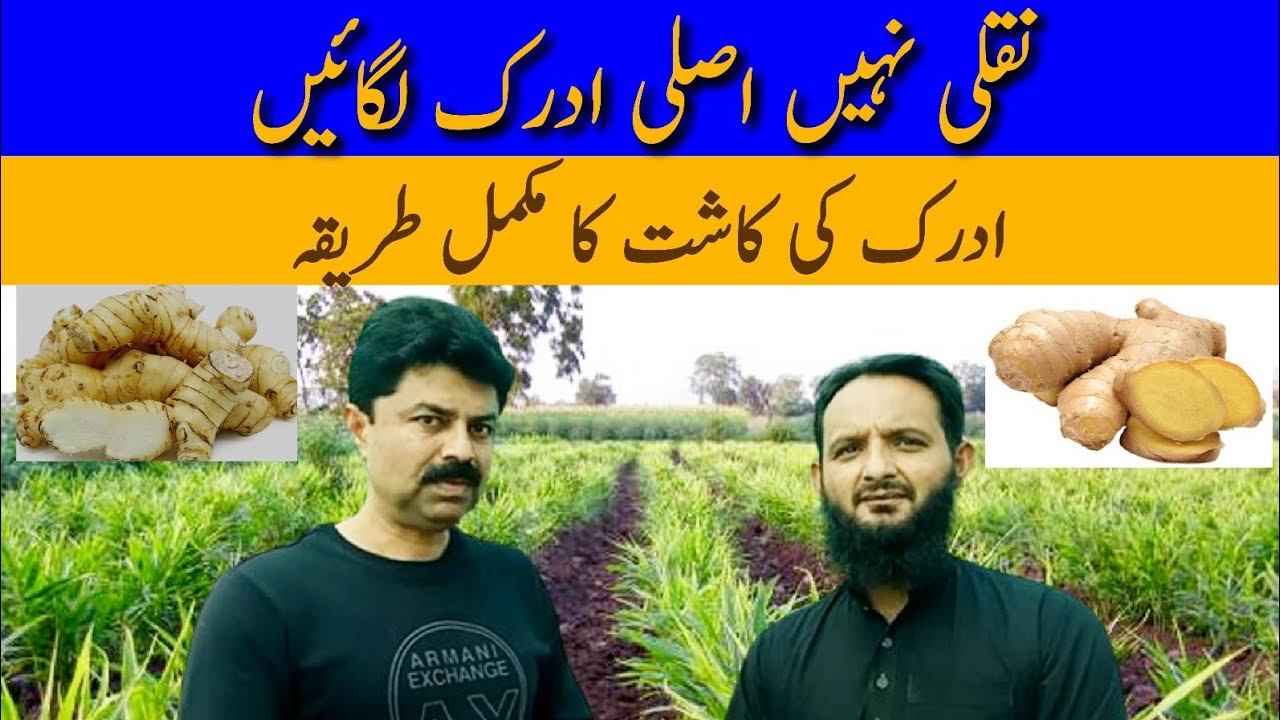 نقلی نہیں اصلی ادرک لگائیں  Complete              ProductionTechnology of Ginjer