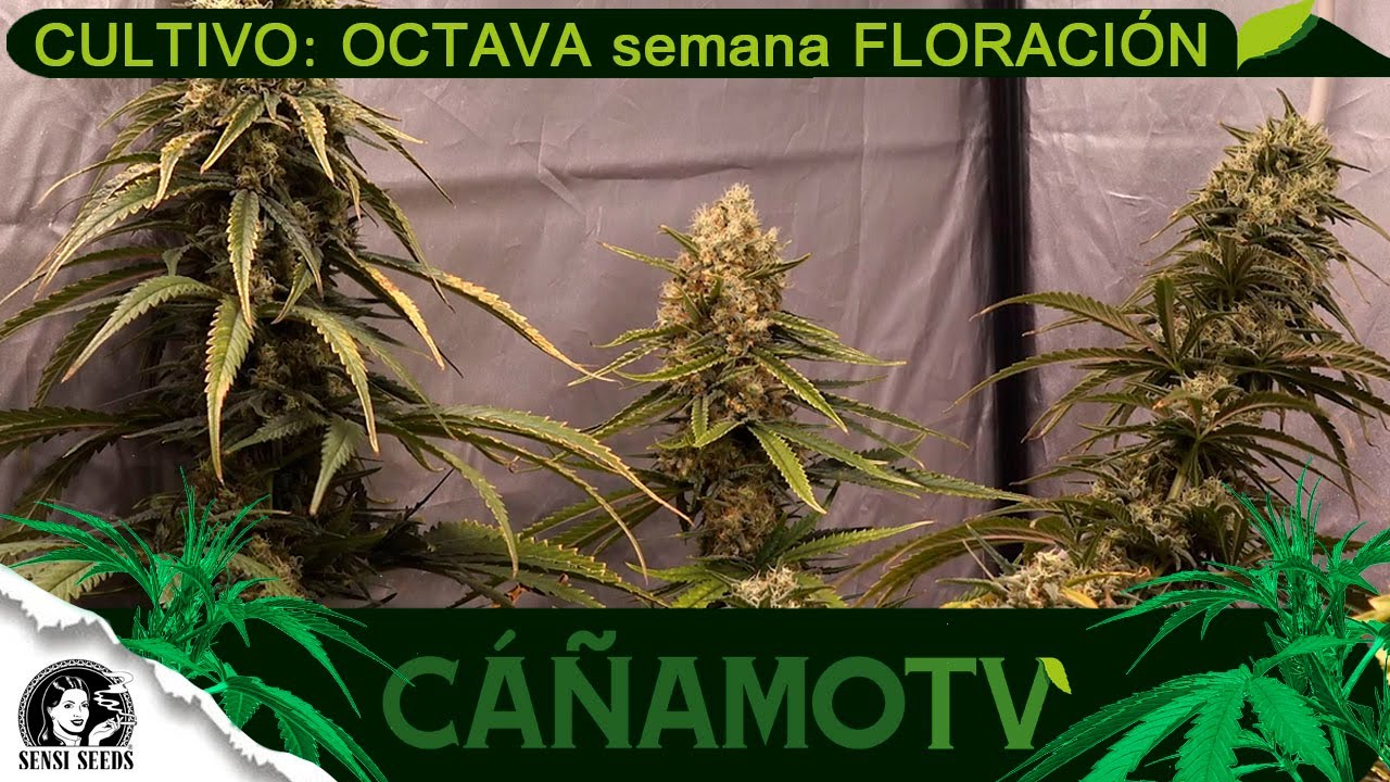 CULTIVO: 8&ordf; semana FLORACI&Oacute;N de NICOLE HINDU KUSH con Sensi Seeds, Biobizz y Mars Hydro LED