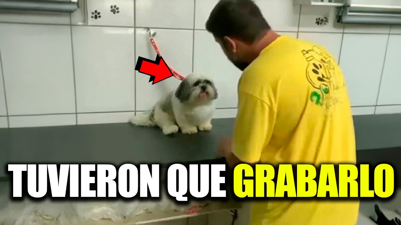 Lo que hace el perrito cuando se acerca el peluquero te dejará sin palabras