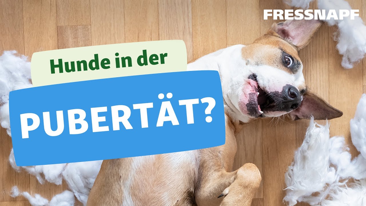 Pubertät bei Hunden