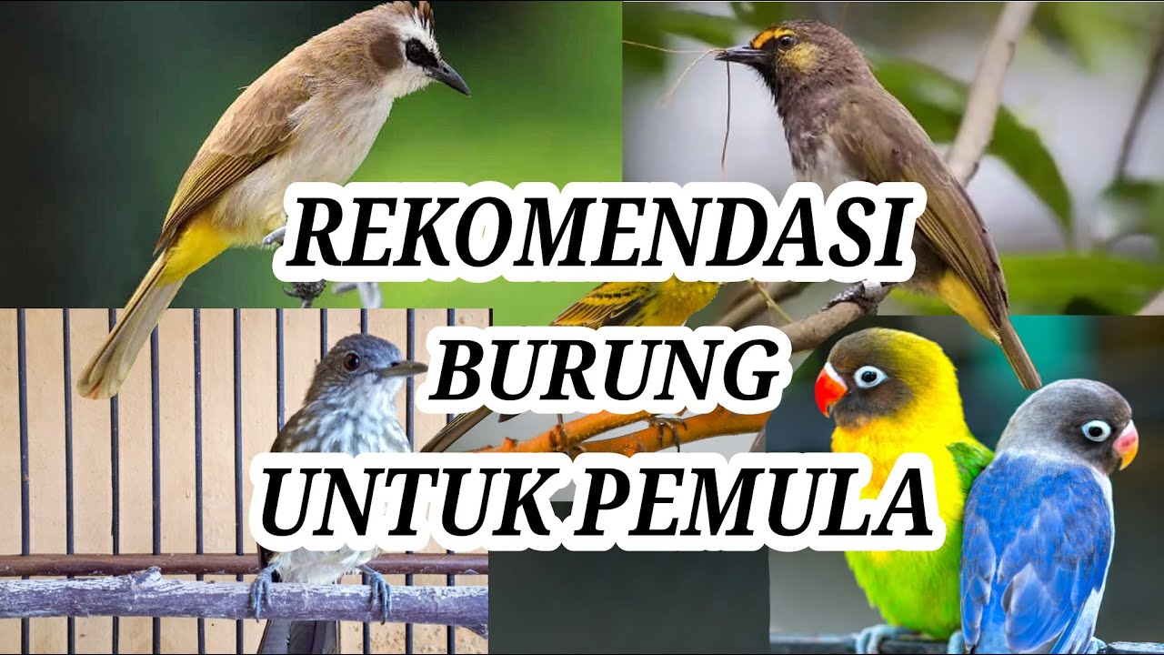 5 REKOMENDASI BURUNG BAGI PEMULA !!!
