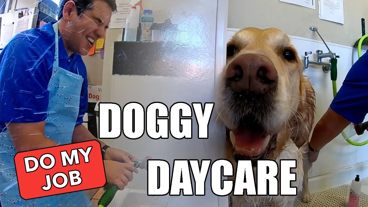 Doggy Daycare (Hey, Do My Job!)