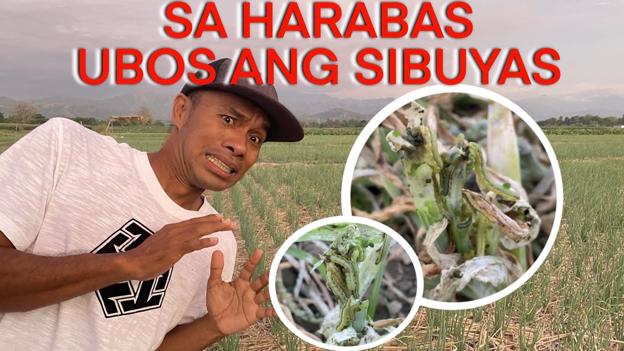 HARABAS ATTACK SA SIBUYAS.. PAANO MAIIWASAN? (PART 1)
