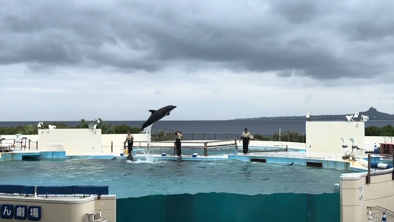 沖繩美麗海水族館的海豚表演