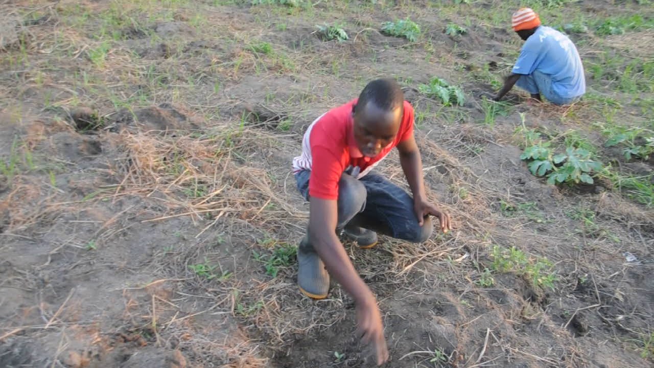kilimo cha matikiti maji hatua ya pili kangeta kilimo