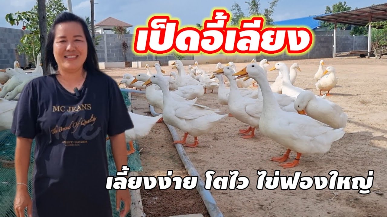 เลี้ยงเป็ดอี้เหลียง สร้างรายได้ เลี้ยงง่ายโตไวไข่ฟองใหญ่ ทนโรค