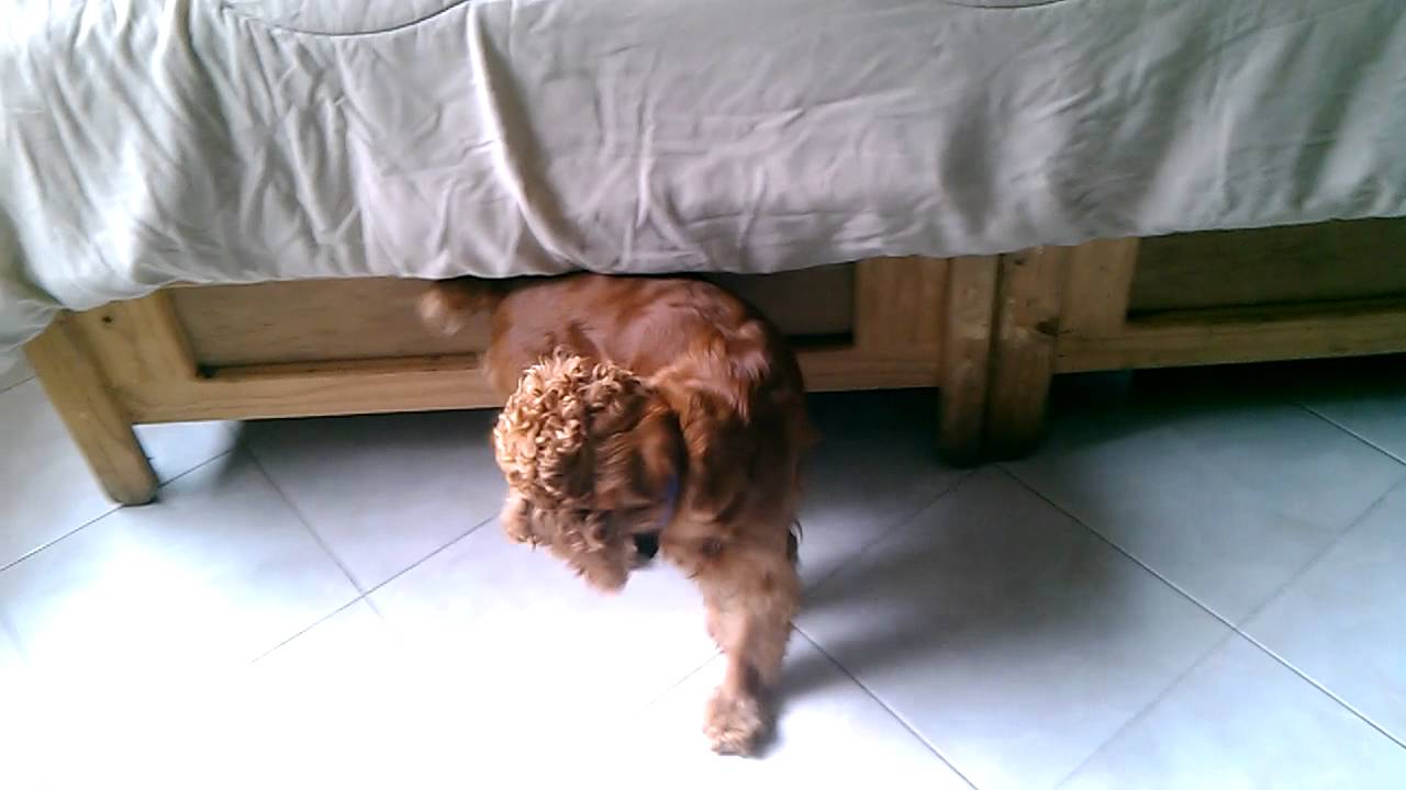 Perro se persigue la cola