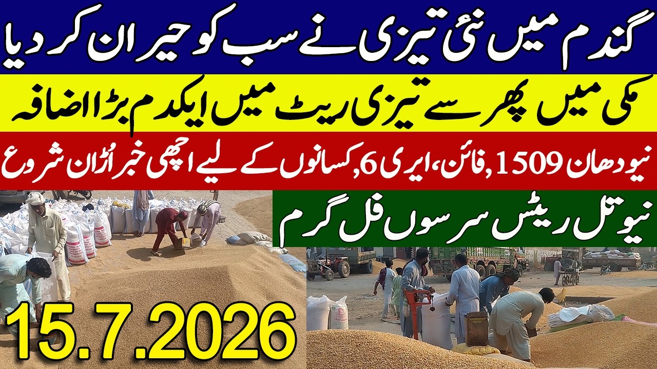 Gundan Makki Rates Today 2026 || New New Dhan Rates Today || Makki Ka Rate Today