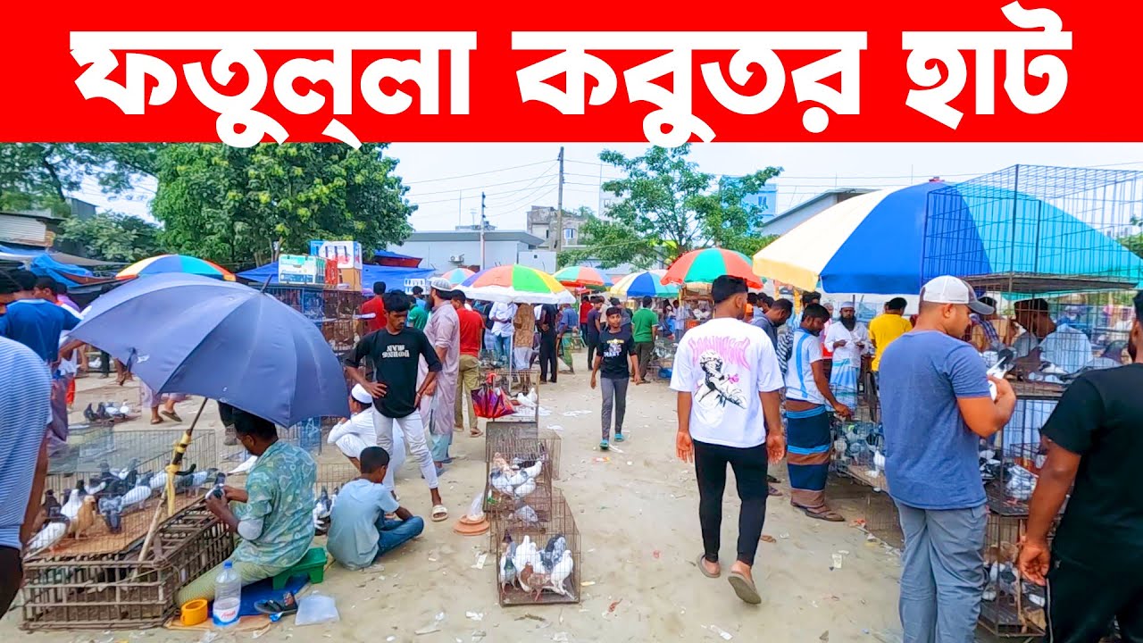 ফতুল্লা কবুতর হাট ২২-১০-২০২৪ || kobutor hat 2024 || bangladesh pigeon market || fotulla kobutor hat