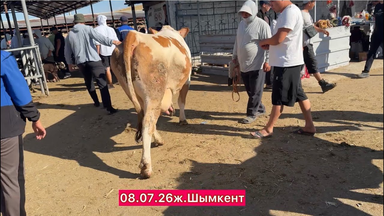 Сиыр бағасы 08.07.26ж.Шымкент