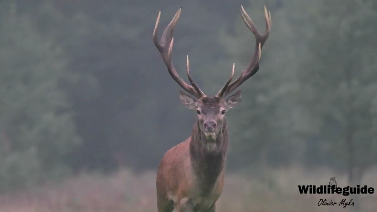 Herbivores of NE Poland (Red Deers & Elk) seen on September 2025 5-days Autumn Tour