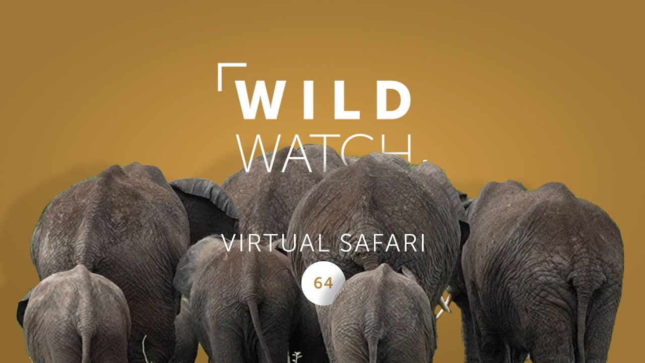 Let sleeping elephants lie | WILDwatch virtual safari 64
