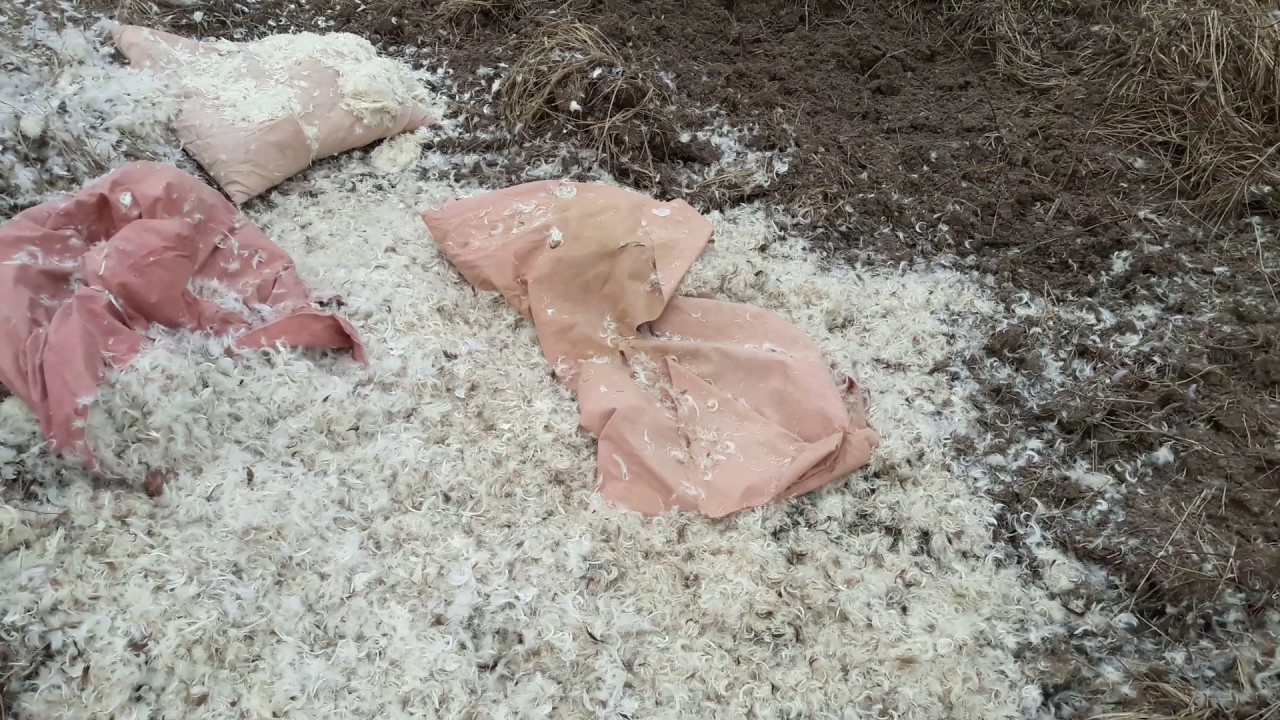 1Featherbed 5 Pillows
destroyed on manure
temperature -8hands were freezing