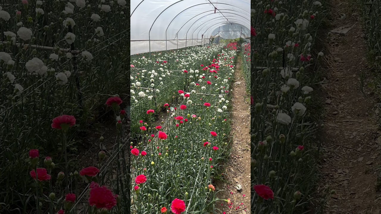 Carnation flowers #music #viral #viralshort #youtube #flowercultivation