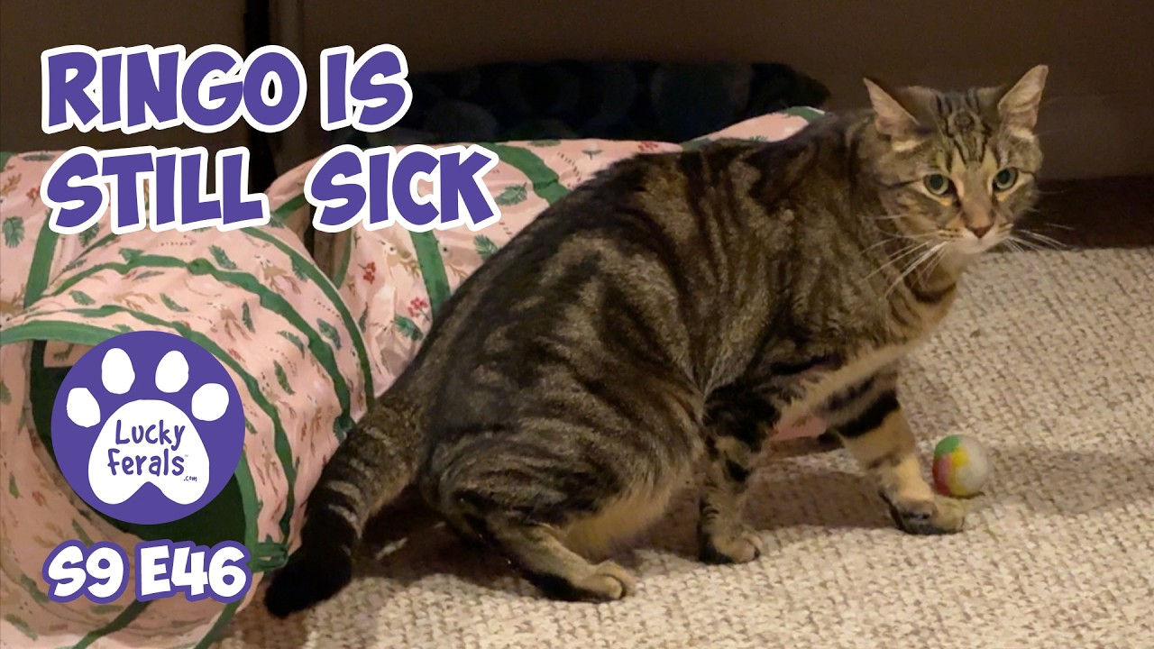 Ринго всё ещё болен. Он не ест. — Спасение котёнка, дни 57-59 — Видеоблог о счастливом бездомном ...