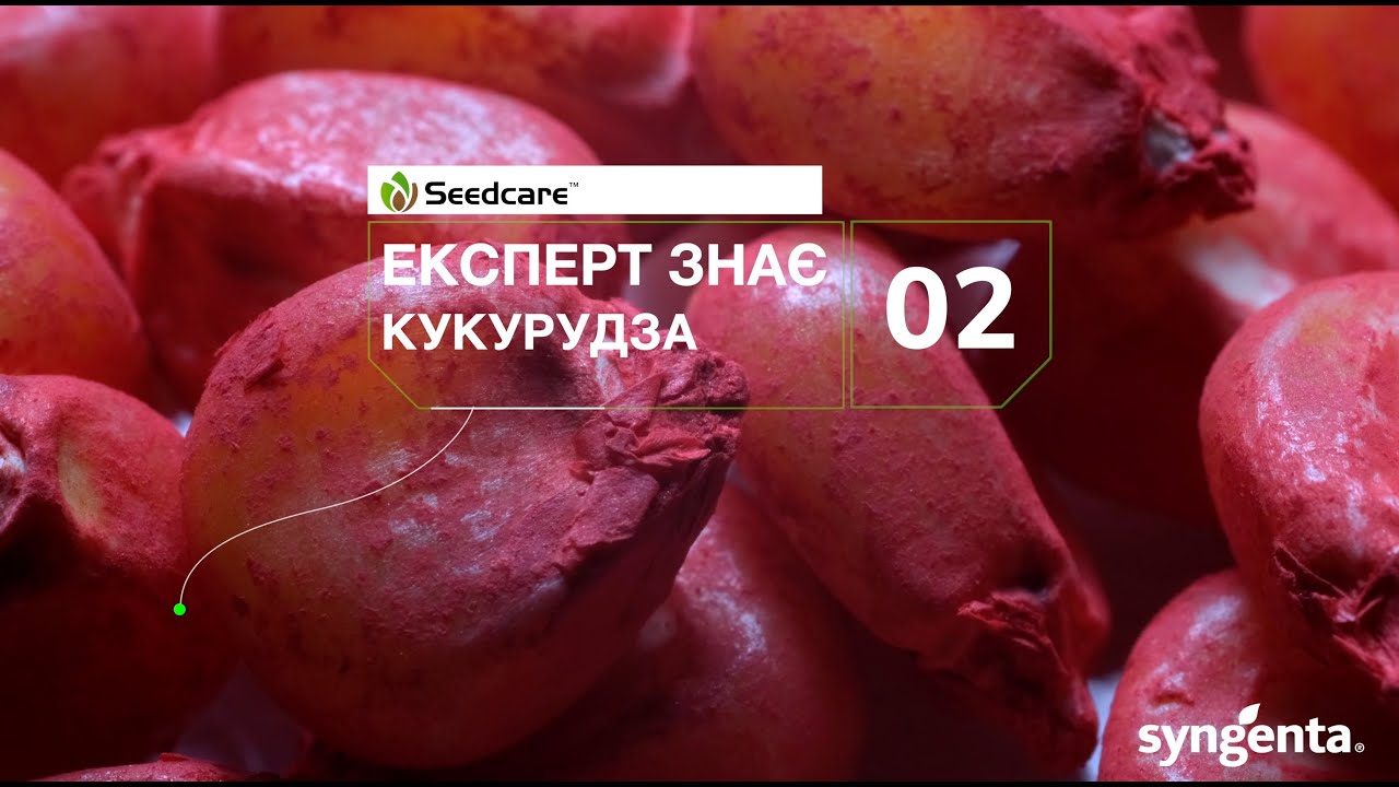 #Експерт_знає. Кукурудза🌽