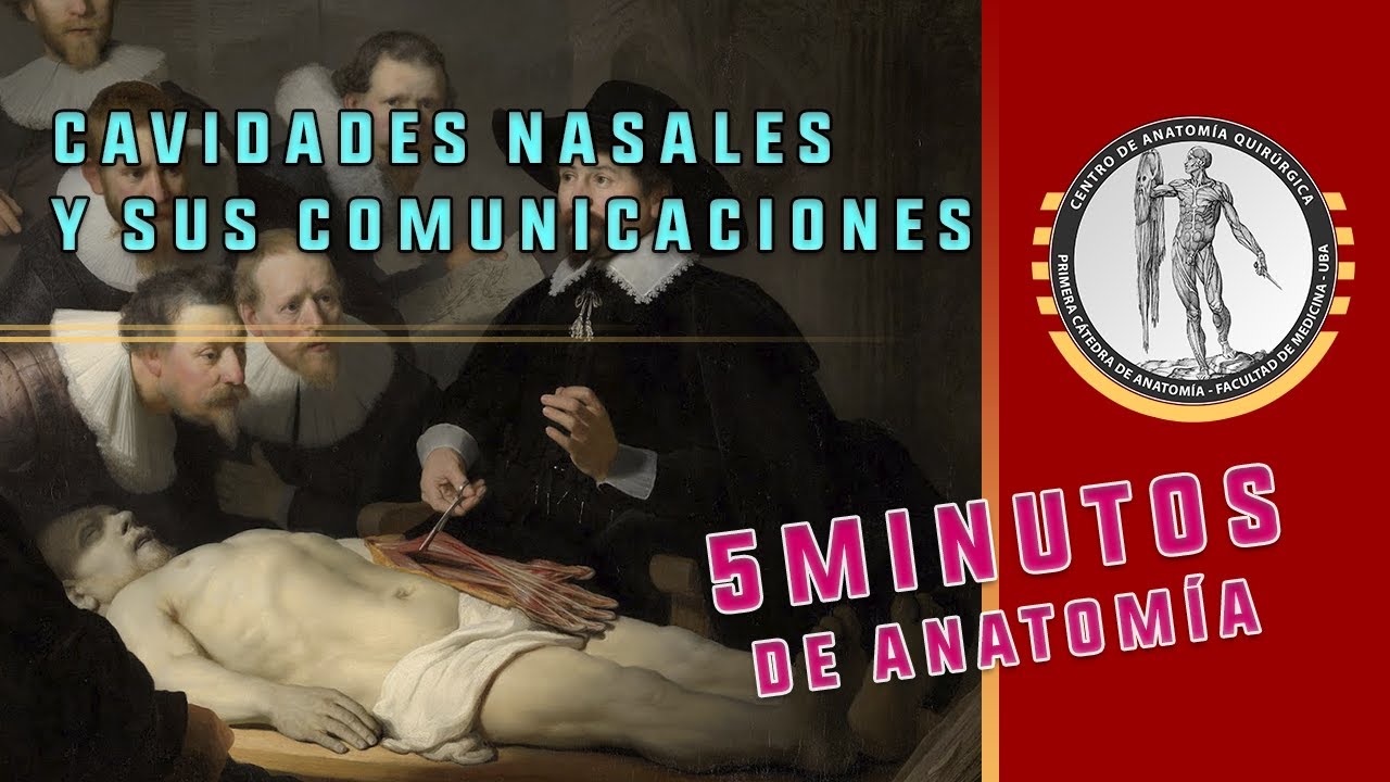 CAVIDADES NASALES Y SUS COMUNICACIONES - 5 Minutos de Anatomía