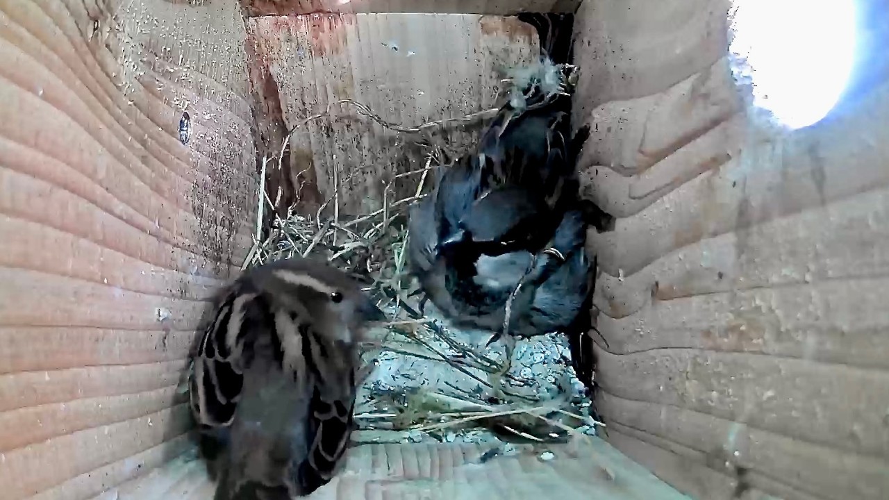 House Sparrow Nest Box activity February 26th