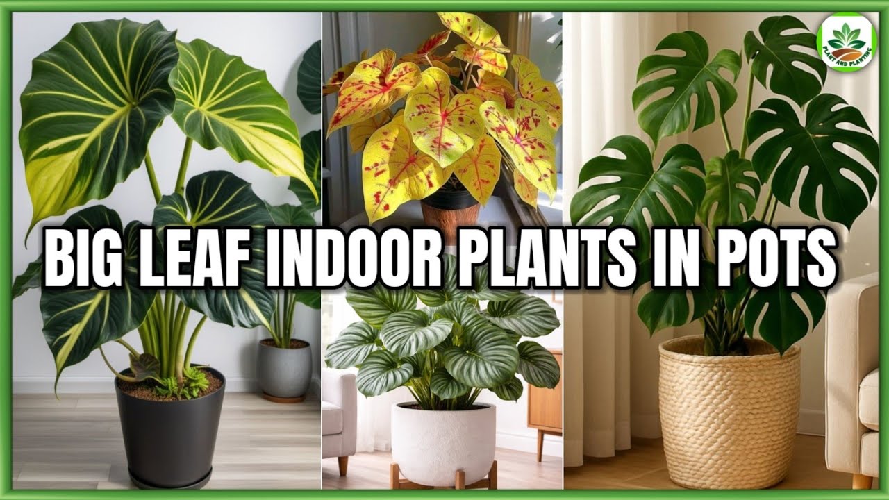Top 10 Big Leaf Indoor Plants in Pots | Plant and Planting