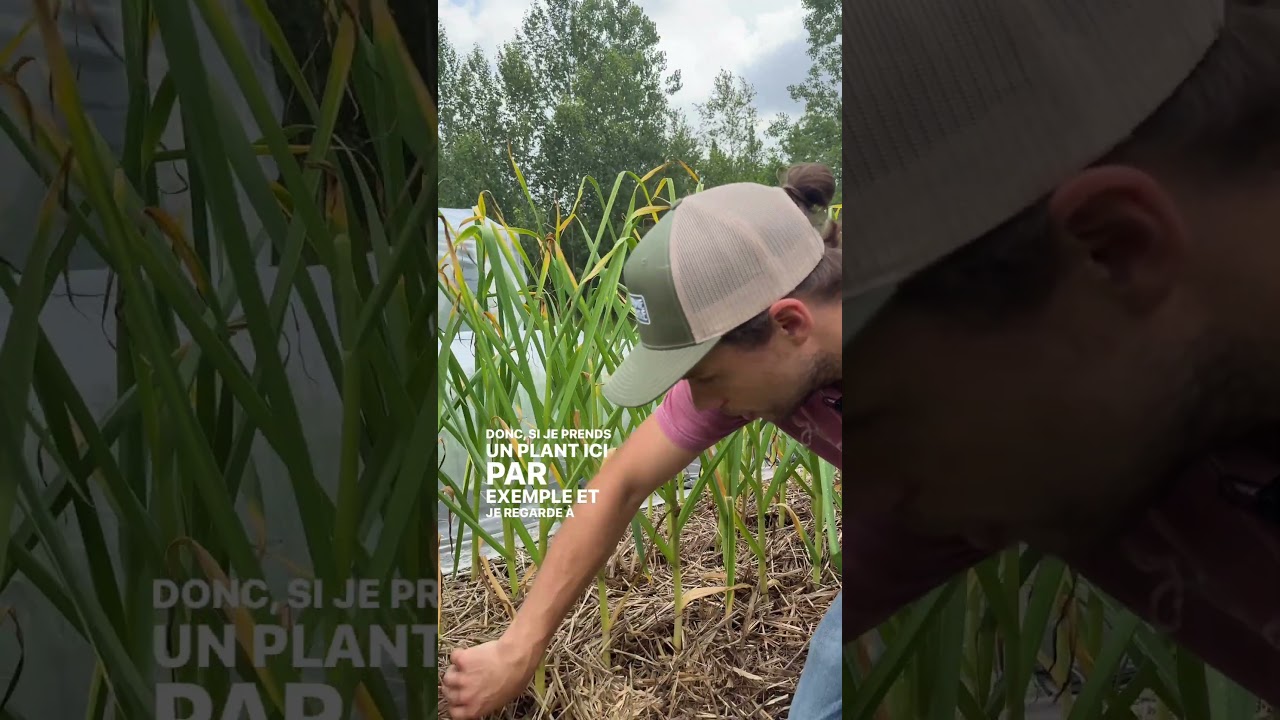 QUAND r&eacute;colter votre ail ? 🧄