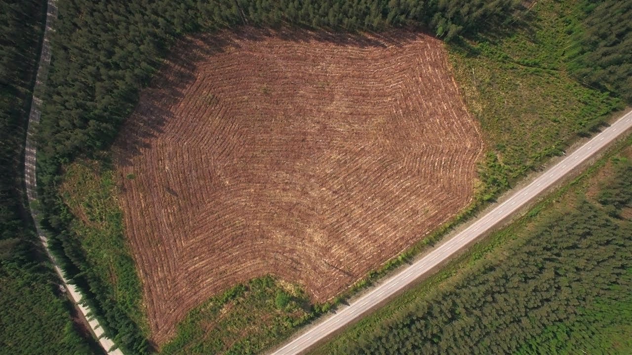 Metsät 3. Suomen metsät ja niiden hyödyntäminen