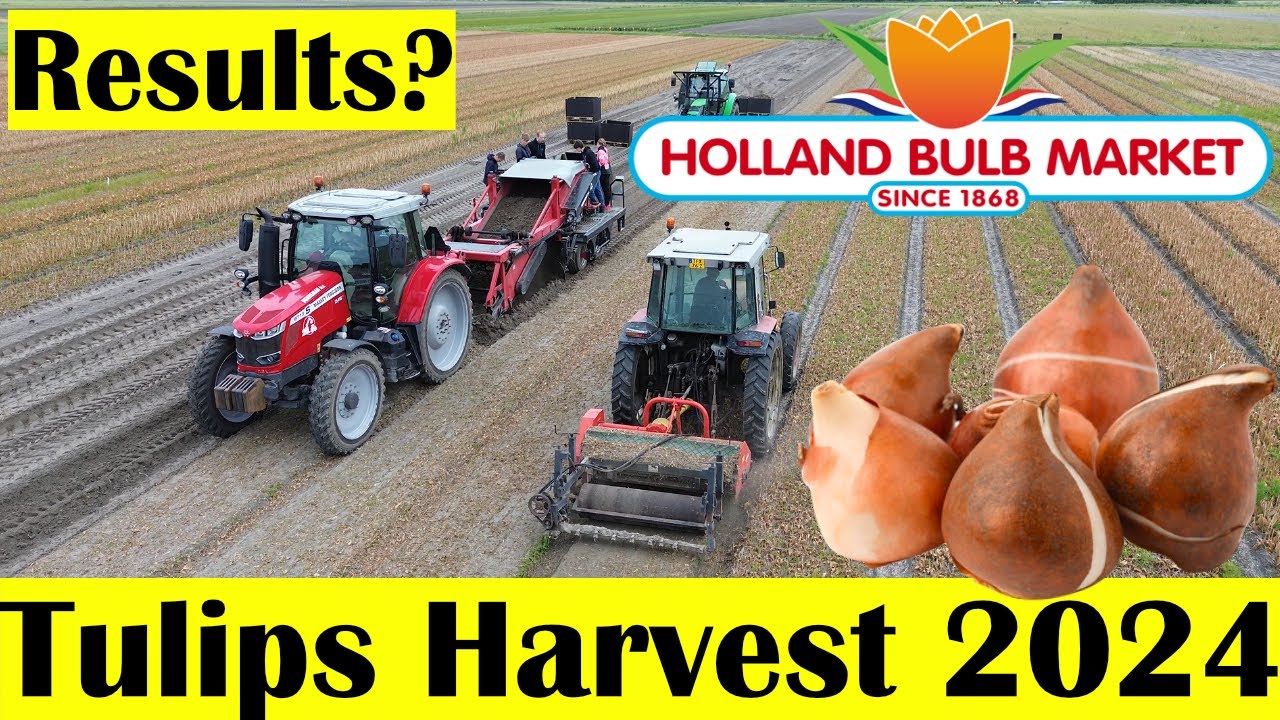 Сбор тюльпанов 2024: Holland Bulb Market