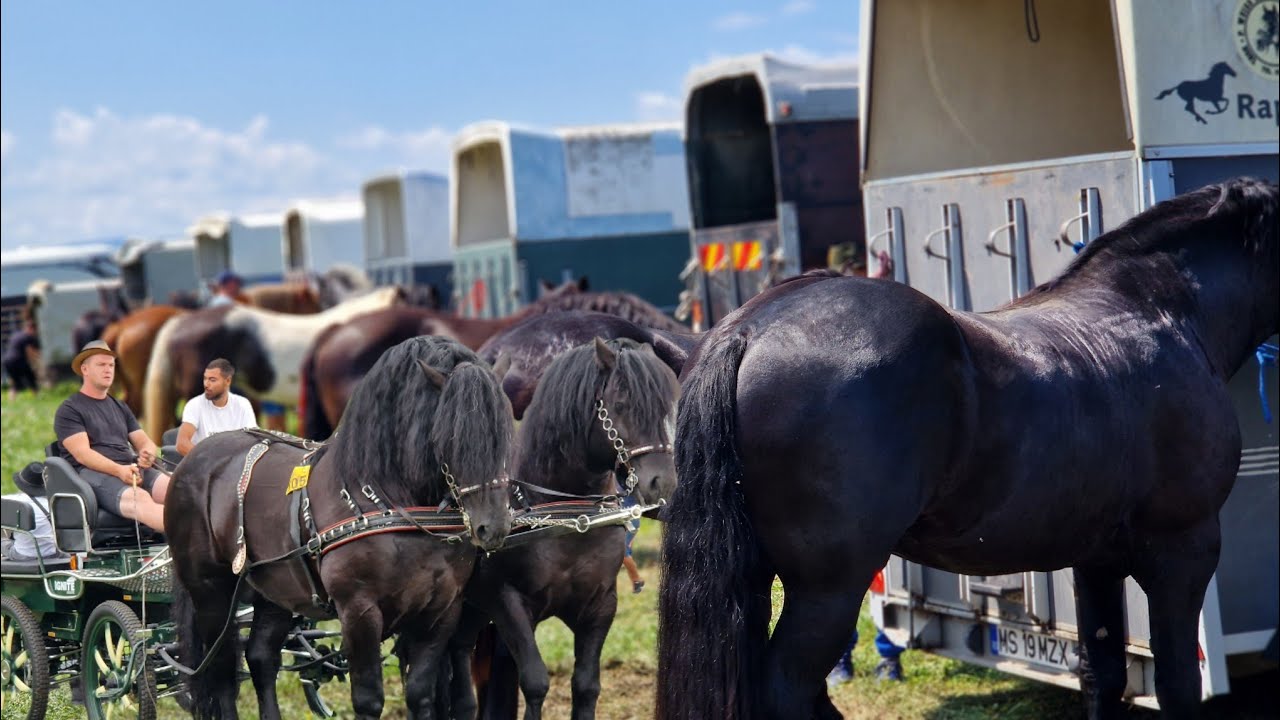 EXPOZIȚIA DE CAI DE LA SIBIU (BRADU) 02.08.2025
