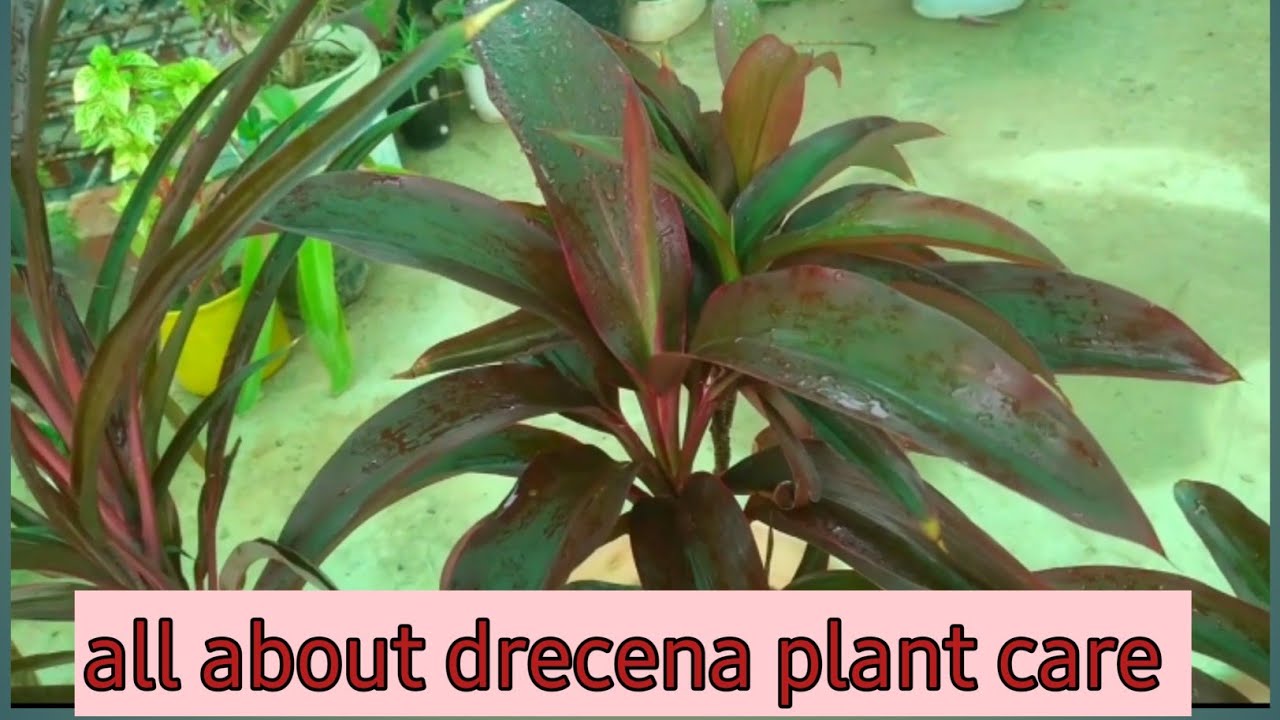 all about drecena ||  drecena cordylin  || drecena baby doll