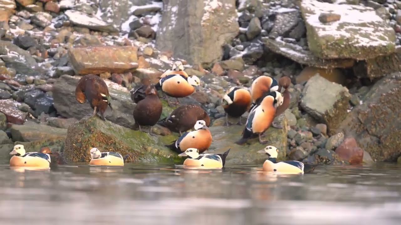 Steller's eiders gather in the harbor of Botsfjorden to dine. 4K HDR