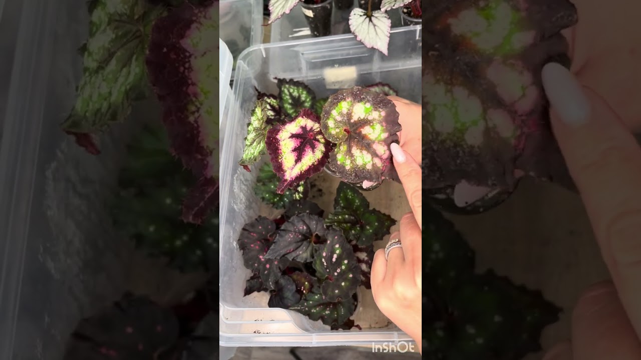 Детки бегоний. Излишки 