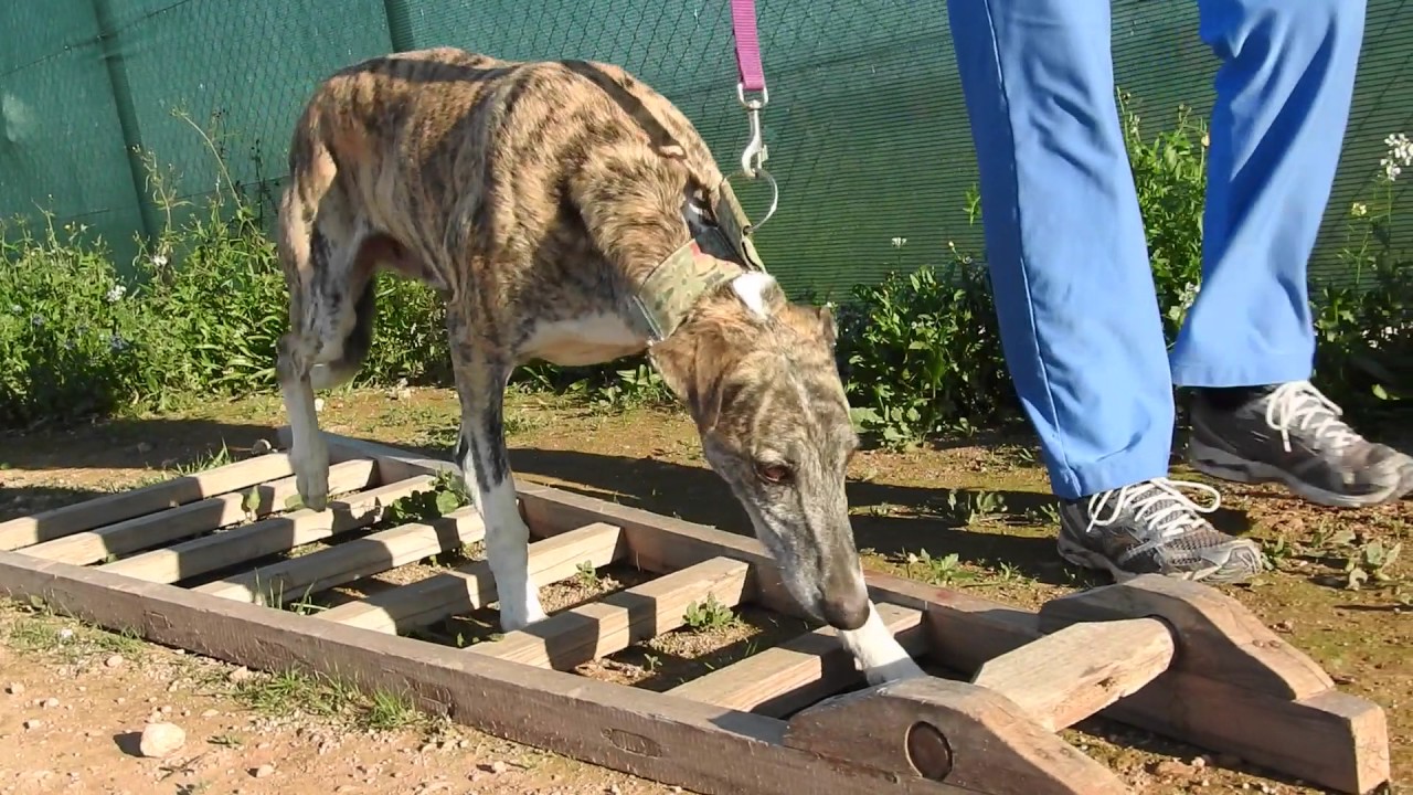 Traumatised galgo now ready for a home