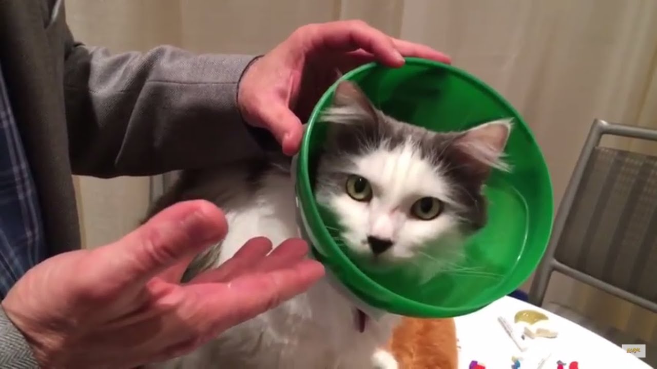 The SmartPractice Soft Paws E-Collar for Cats Protects Cats with Comfort