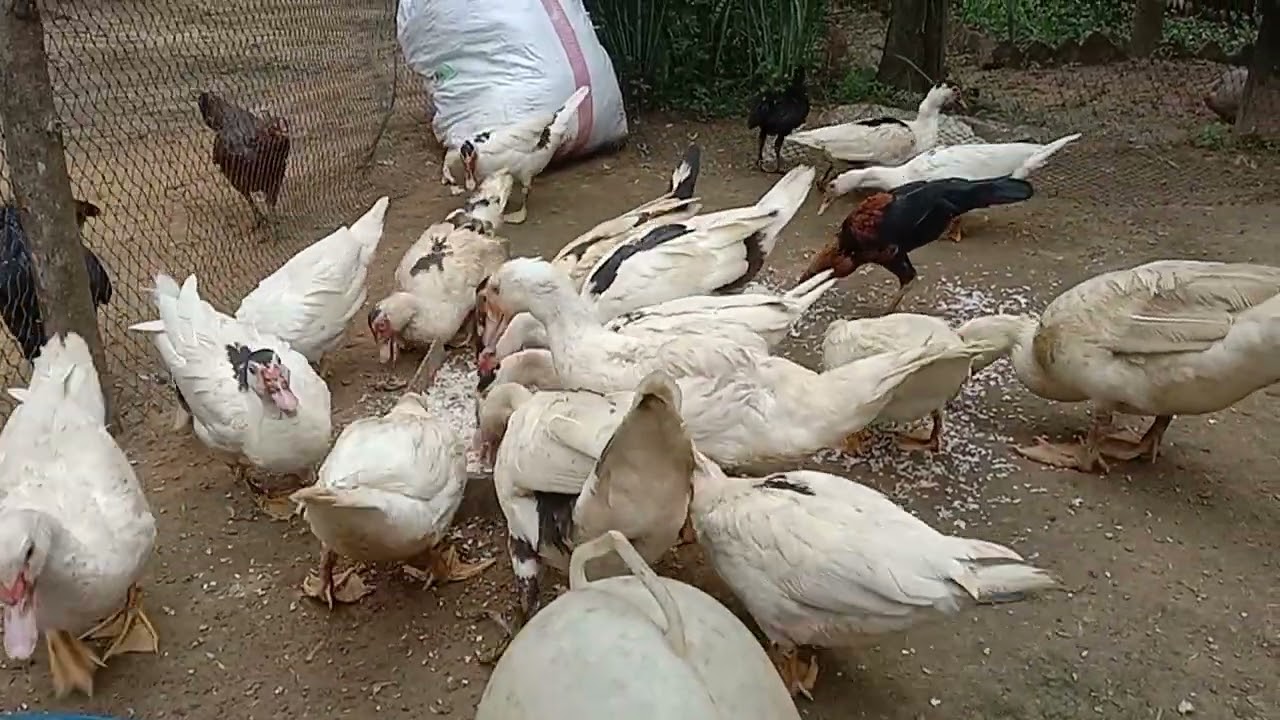 Saatnya entok jumbo pemula makan sore