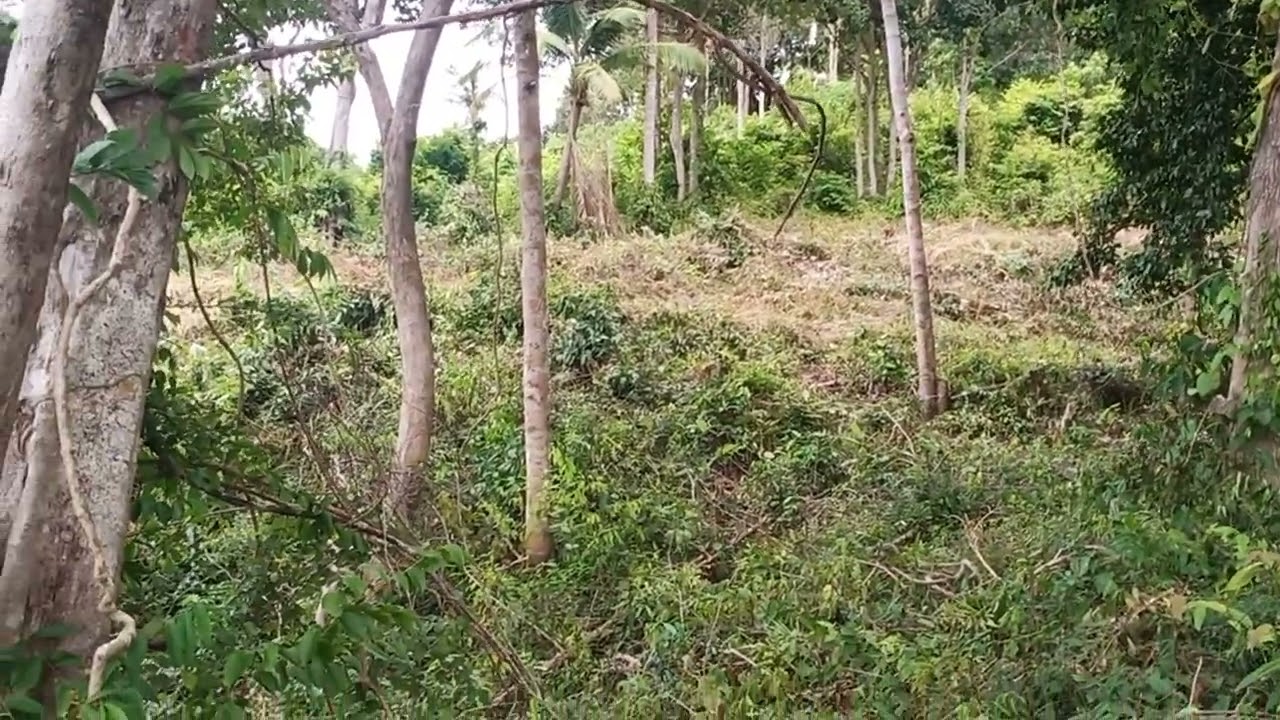 Thong Nai Pan 1 rai (1600 sq meter/16,000 sq ft) property for us to design