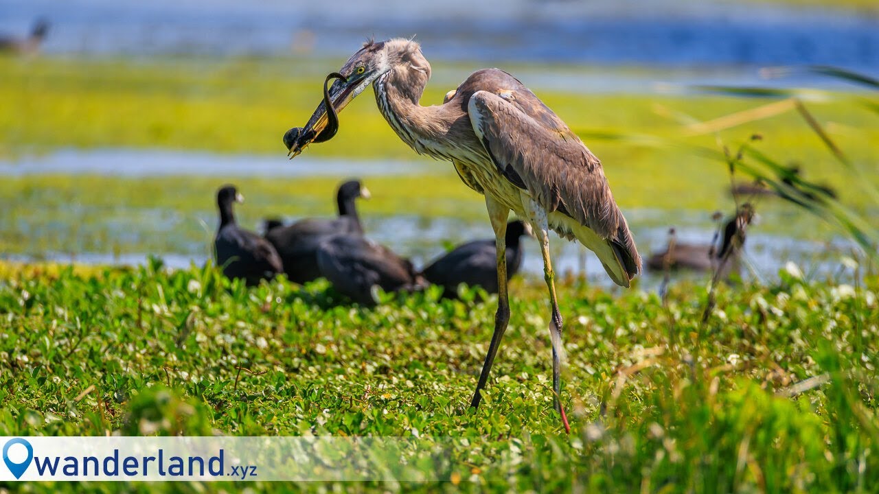 Hunting Florida Wildlife with the Canon RF 200-800mm!