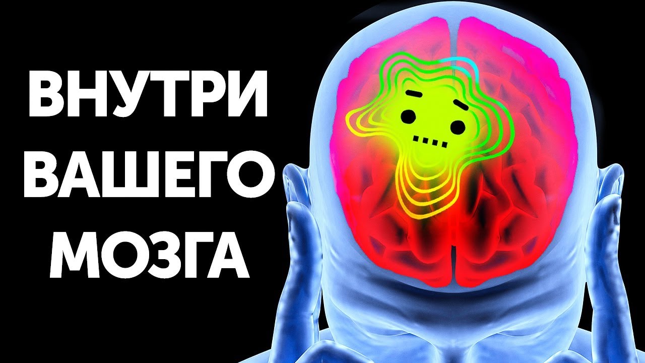Путешествие внутри человеческого мозга