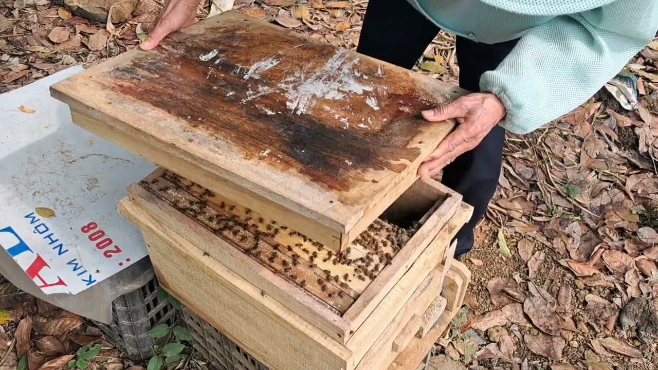 Một số điều cần phải biết đối với người nuôi ong trước vụ mật
