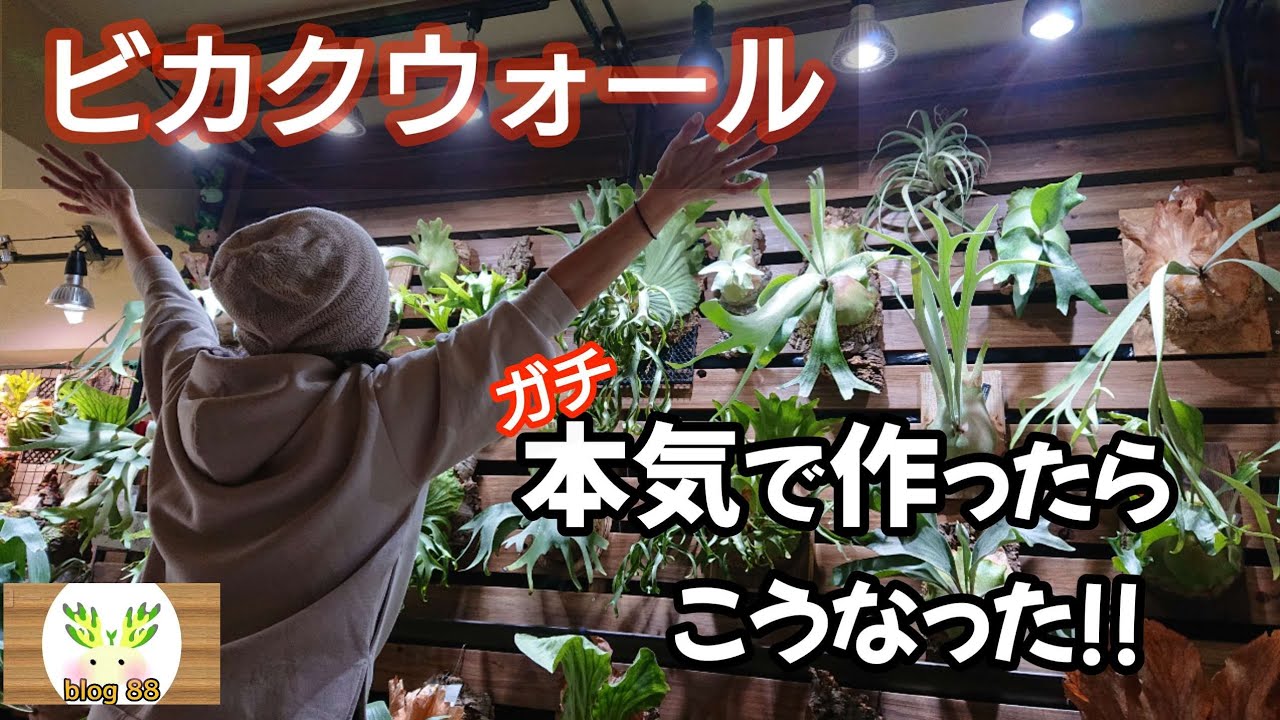 【賃貸ですけど】DIY初心者…夢(沼)が詰まった壁です🌱