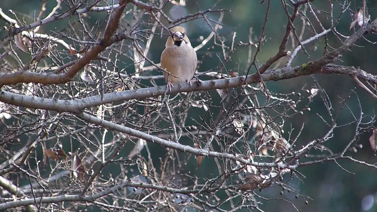 野鳥「シメ」の鳴き声。 