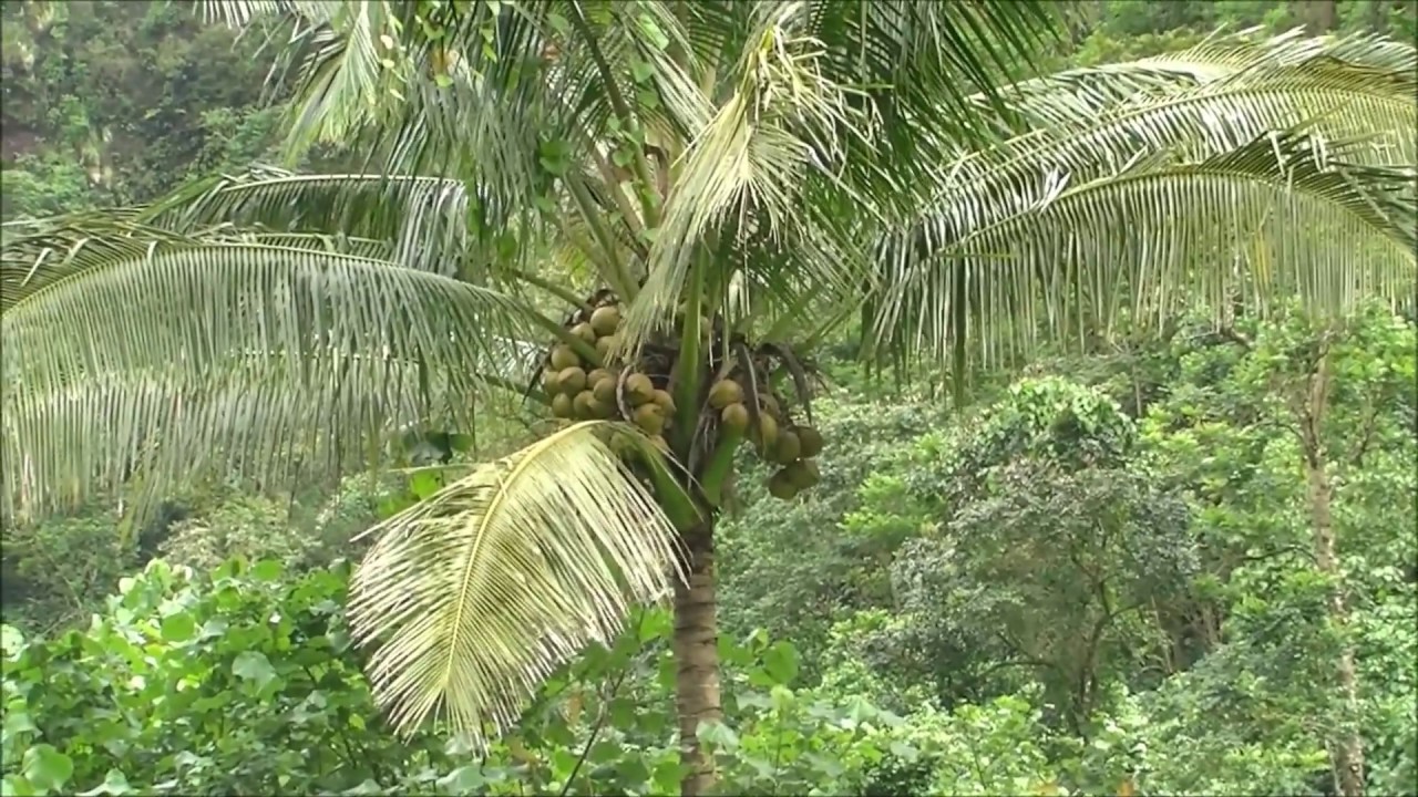 La vallée de la Papenoo - Papenoo Valley