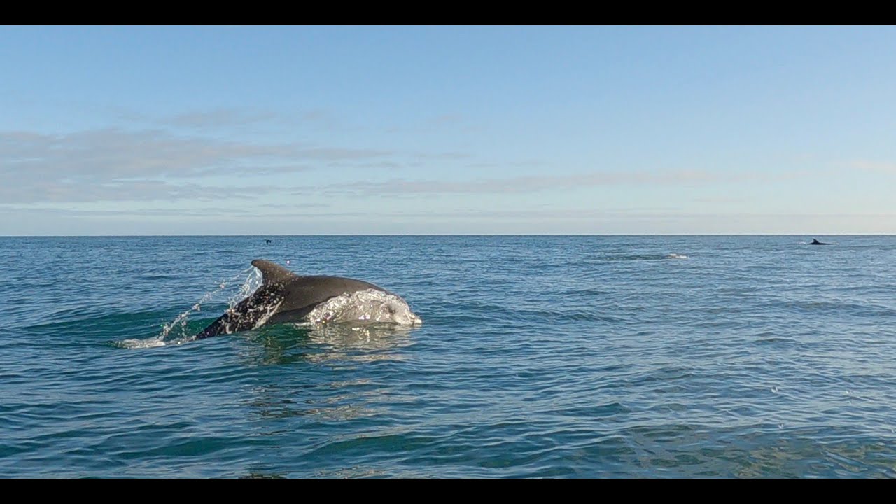 Bottle nosed dolphins Laxey bay 25th January 2023