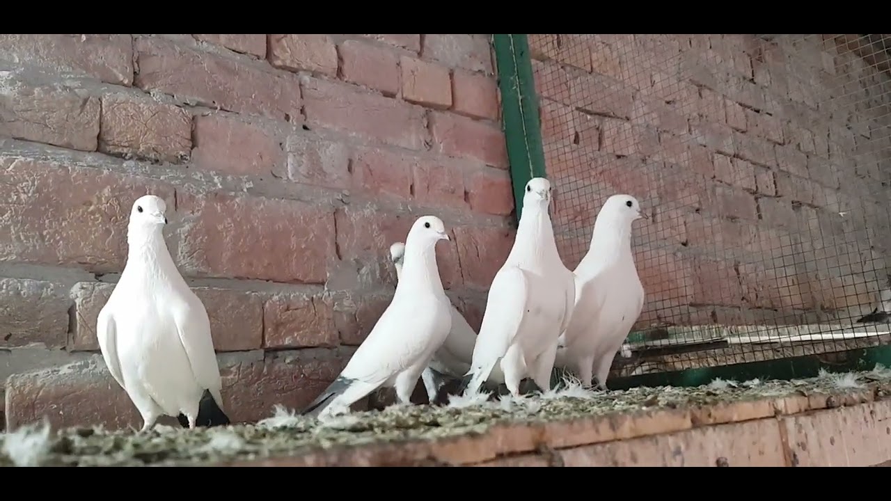 neelduby weshi breedr pair for sale 12000 me 5 pec in faisalabad ali(03106058000)