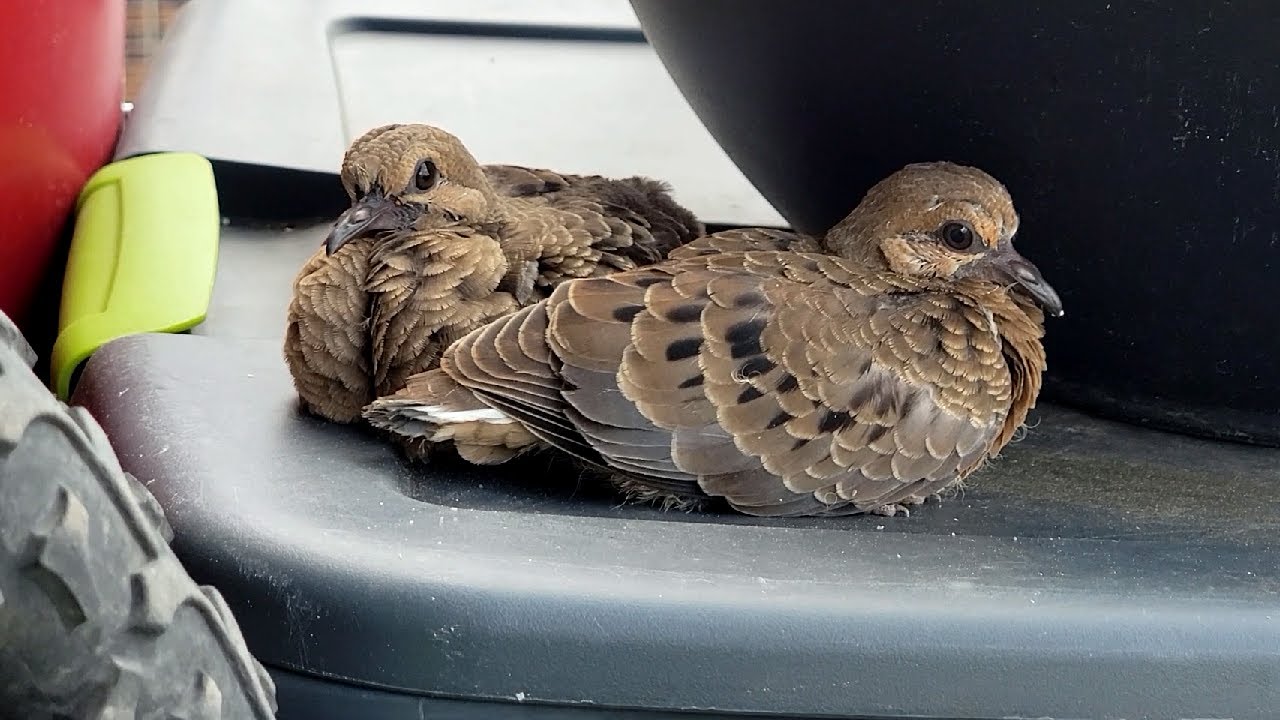 Baby dove STUCK on my Balcony (5th Floor)
