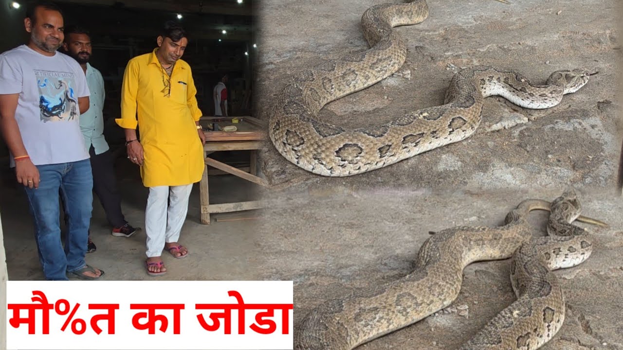 लोगों ने समझें अजगर, निकले रसल वाईपर ///स्नेकमैन सतीश (फफडाना)-9255130130