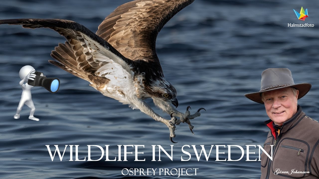 WILDLIFE PHOTOGRAPHY  | Bird photograpy. Osprey in Breathtaking Nordic Nature.