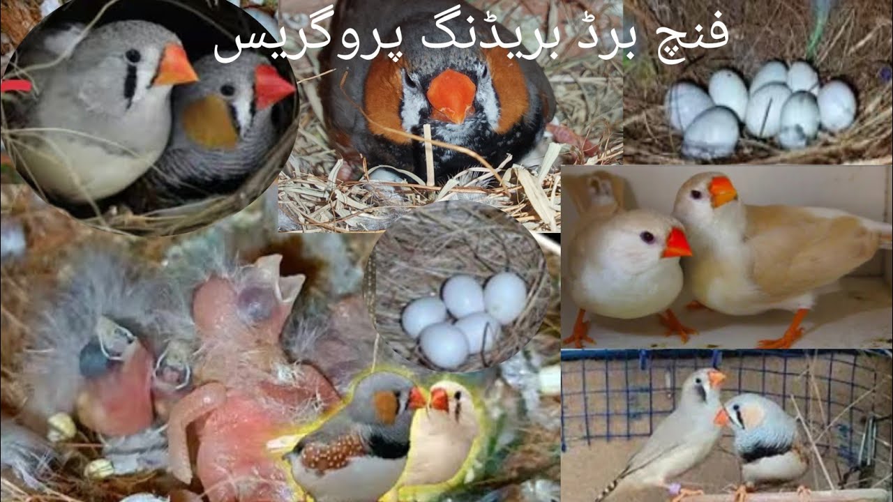 Zebra Finch Breeding Progress How I Breed Zebra Finches Colony  Finch Breeding Progress  