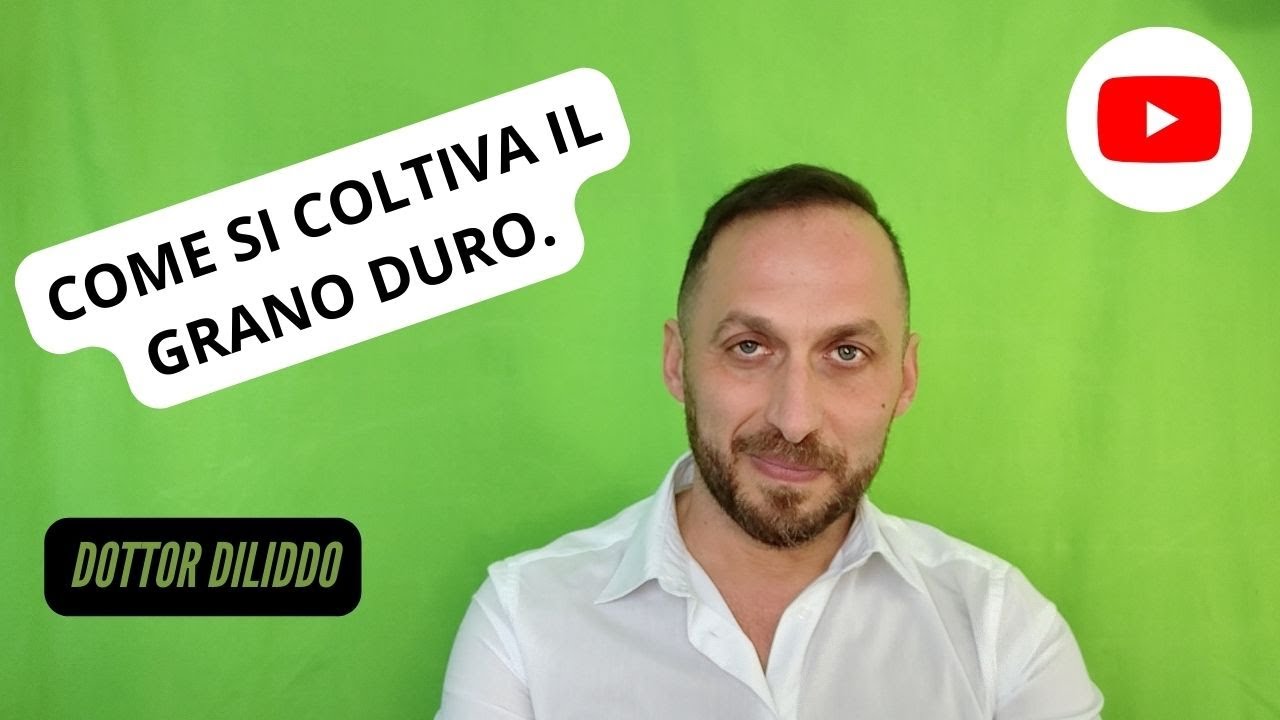 Come si coltiva il frumento duro
