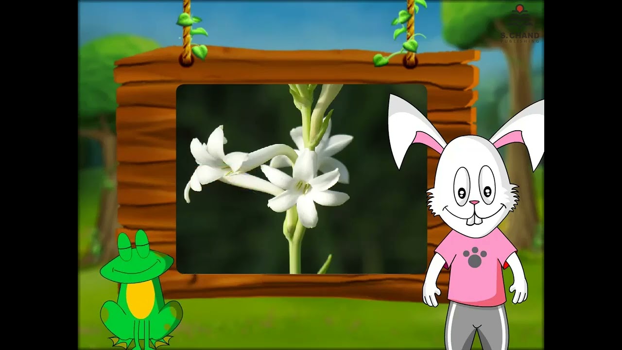 KG 2 | Environmental Studies| Plant World | About the Flowers | Tuberose| S Chand Little Explorer