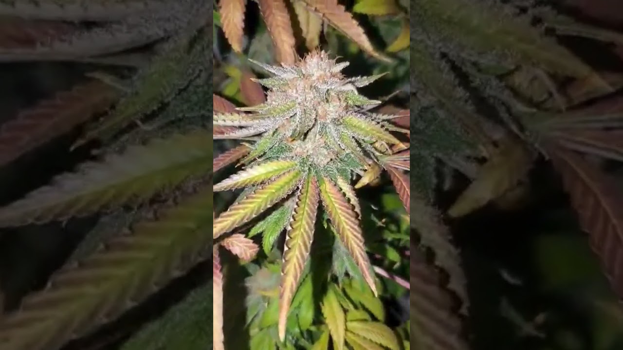 KLAR from Hash Bean G13 Project
